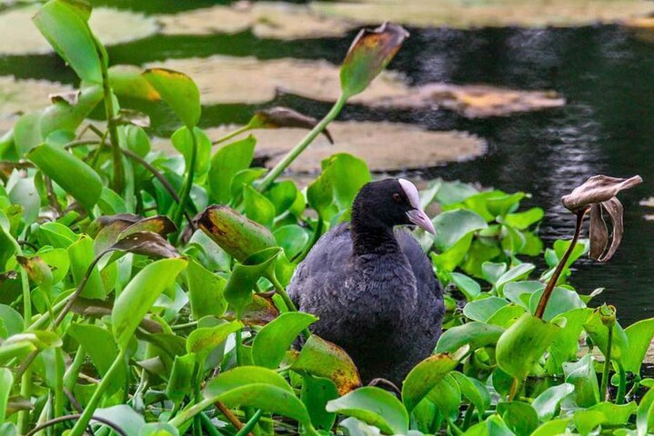 Birdwatching Walk in Anawilundawa Sanctuary - Photo 1 of 7